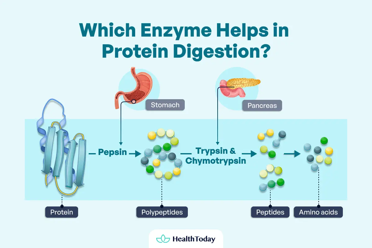 Types and Function of Enzyme Digestive 02 1